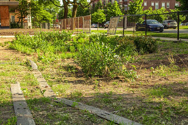 Greencorps Chicago's rain garden at Overton.